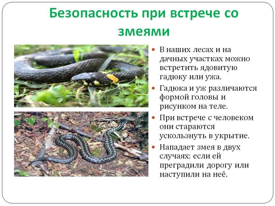 Что сделать с гадюкой. Лесные опасности ядовитые змеи. Опасность в лесу ядовитые змеи. Безопасность при встрече со змеей. Правила поведения со змеями для детей.